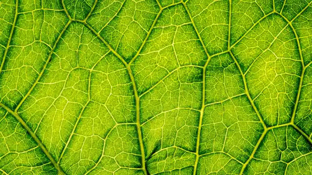 Leaf