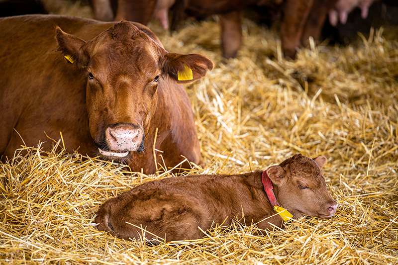 cow and a newly born calf laying in straw